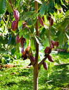 Theobroma Cacao Tree