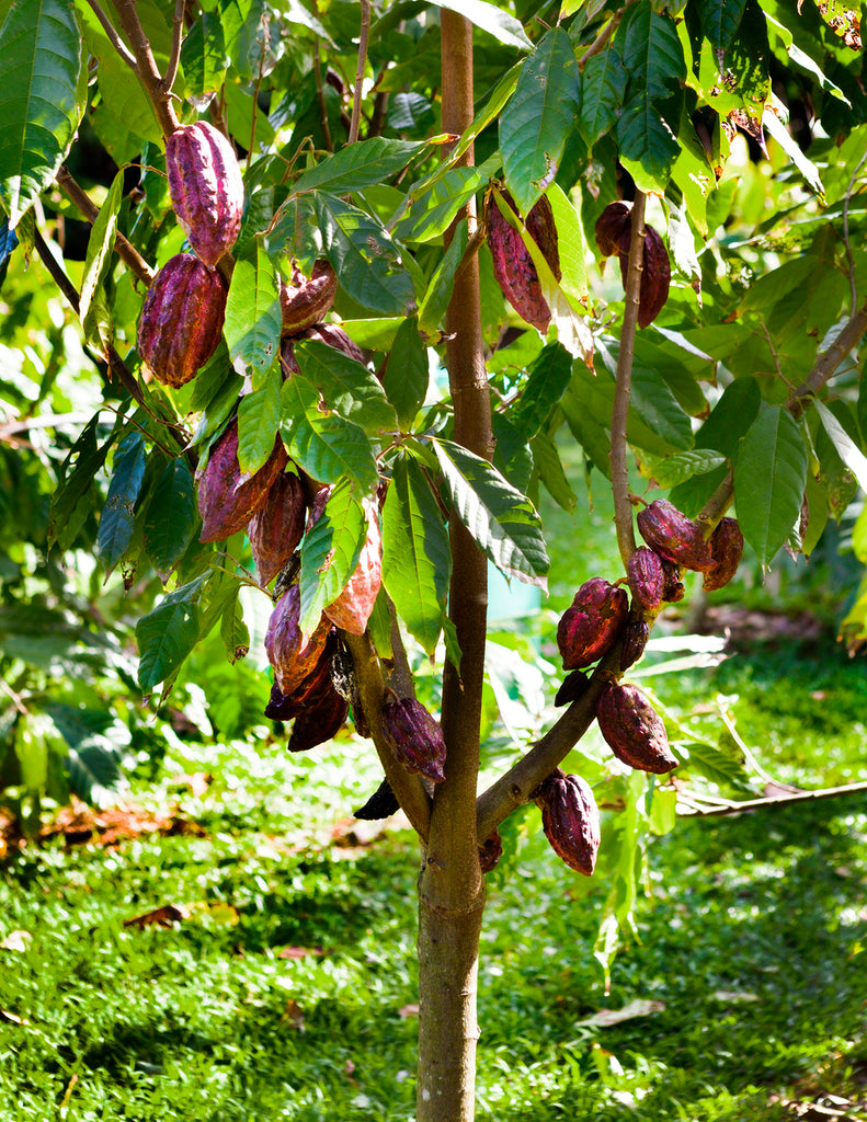 How to care for a Theobroma Cacao Tree