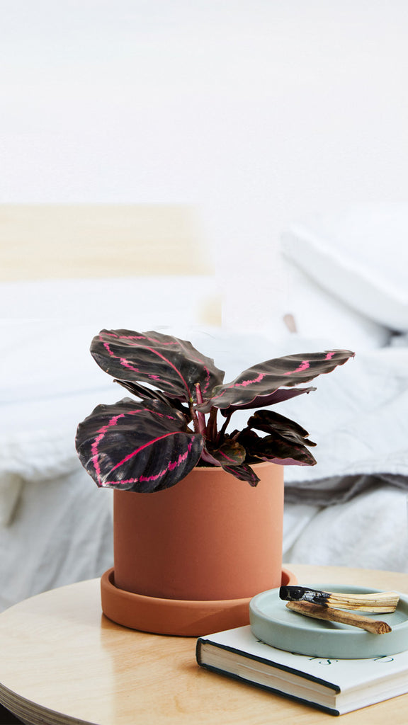 How to care for a Calathea Dottie