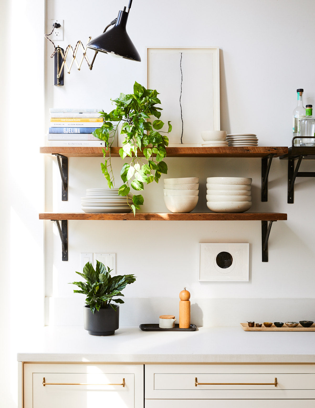 Patterned Calathea Party Pack