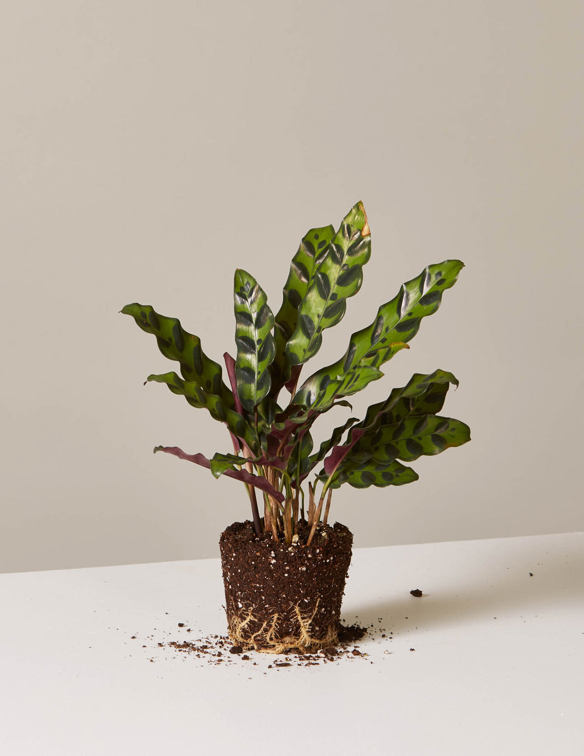 bundle | Small | Grow Pot