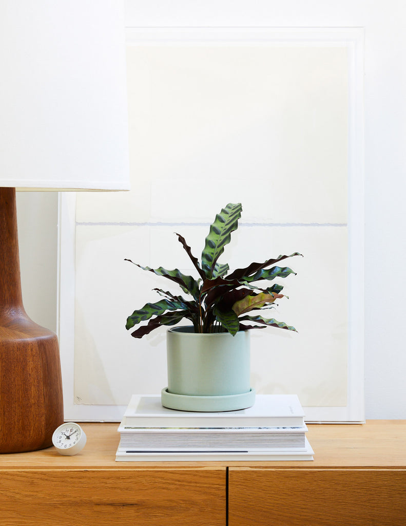 How to care for a Calathea