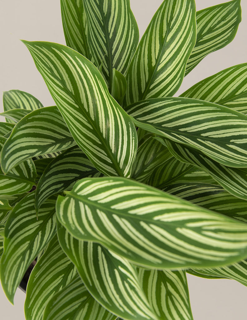 How to care for a Calathea Vittata