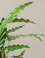 Calathea Wavestar