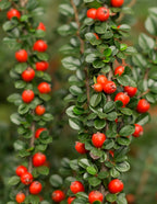 Coral Beauty Cotoneaster