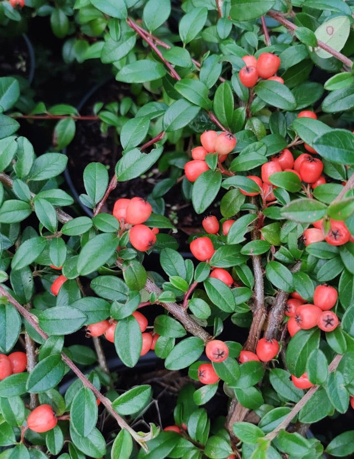 Coral Beauty Cotoneaster