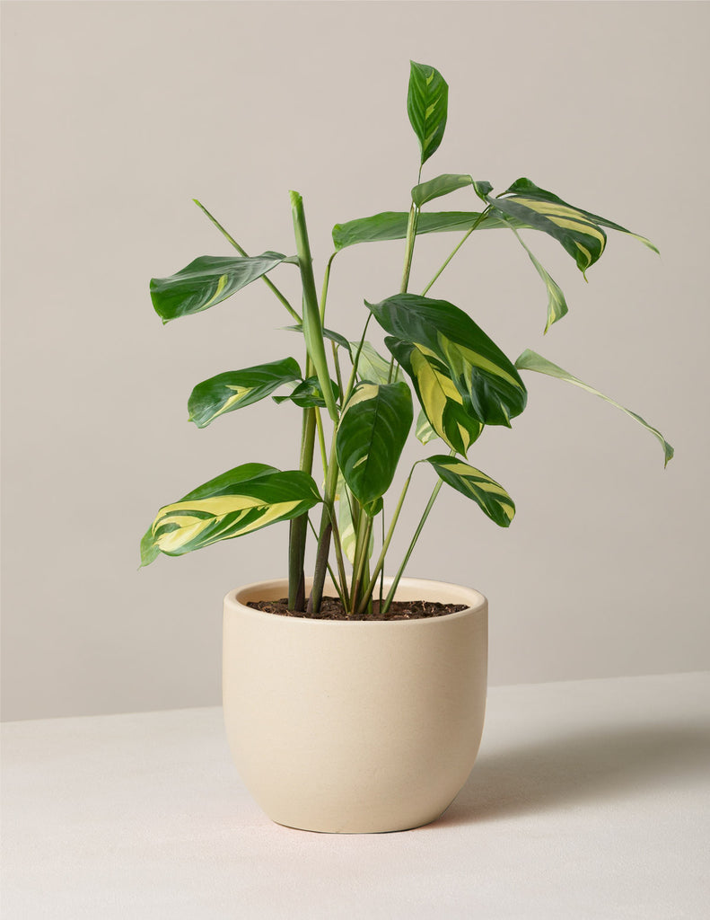 How to care for a Ctenanthe Lubbersiana