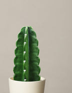 Cuddly Cactus