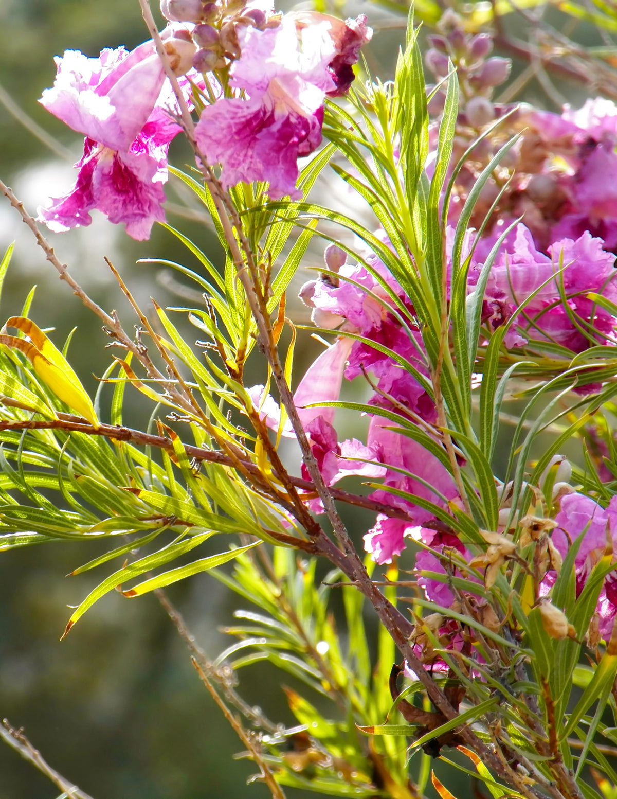 files/the-sill_desertwillowtree_sillstock-3.jpg