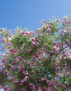 Bubba Jones Desert Willow Tree