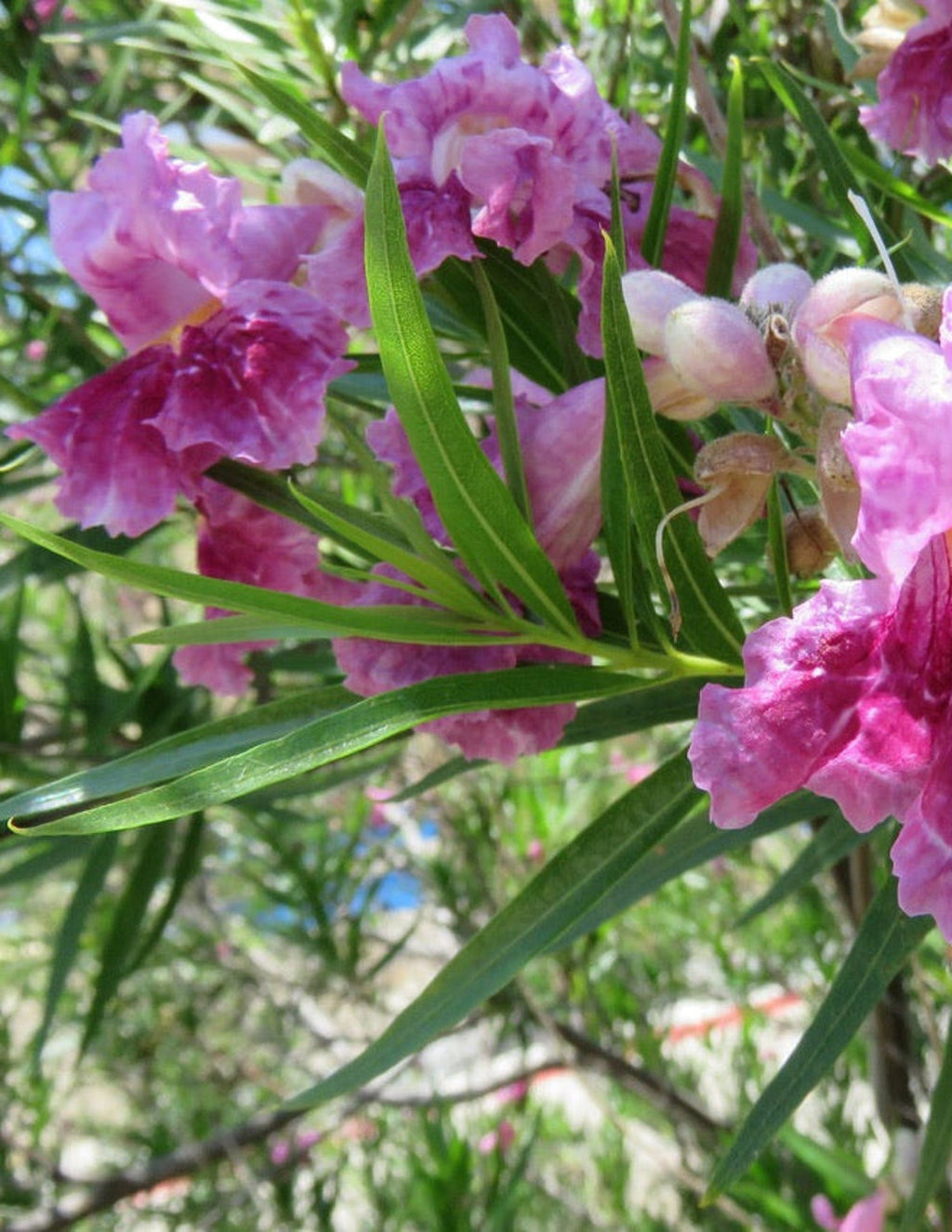 Bubba Jones Desert Willow Tree