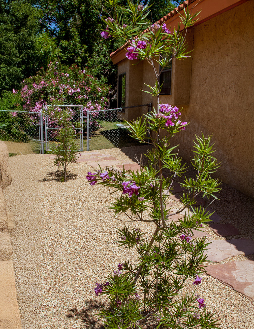 Bubba Jones Desert Willow Tree