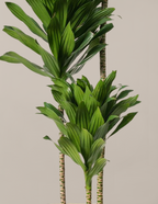 Large Dracaena Compacta Cane