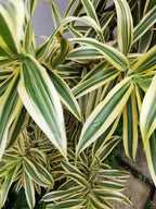 Large Dracaena Lemon Lime