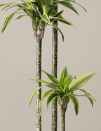 Large Dracaena Lemon Lime