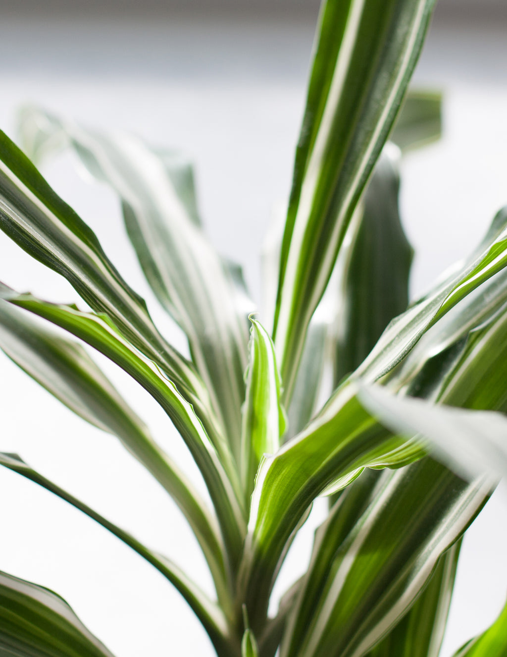 Large Dracaena Warneckii