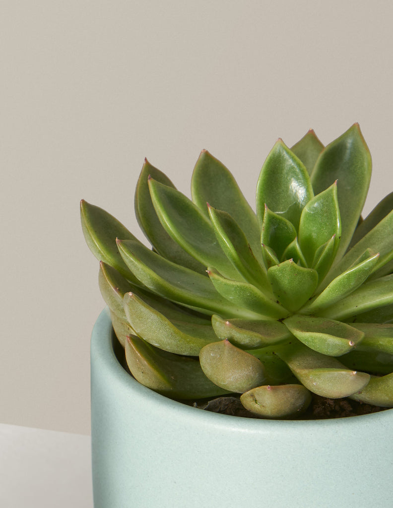 How to care for a Echeveria
