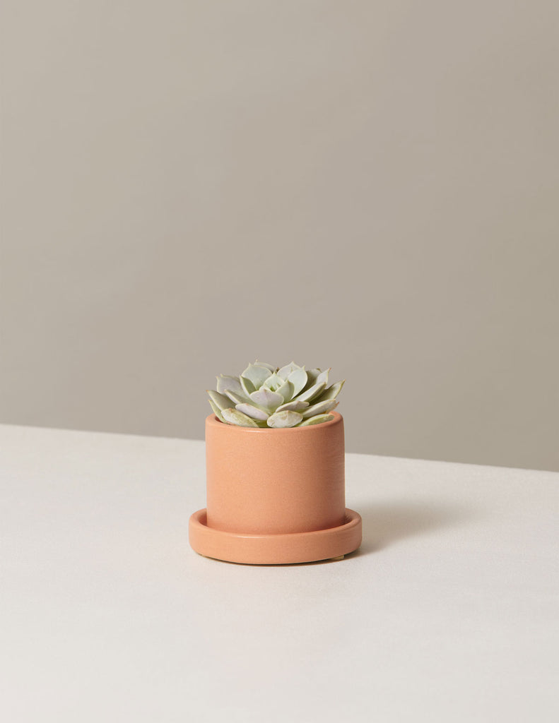 How to care for a Echeveria Lola