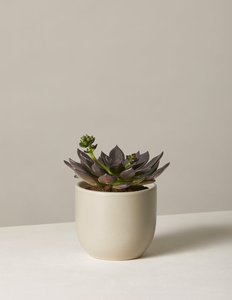 How to care for a Echeveria Preta