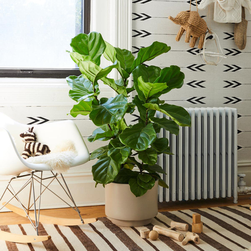 How to care for a Fiddle Leaf Fig Bush