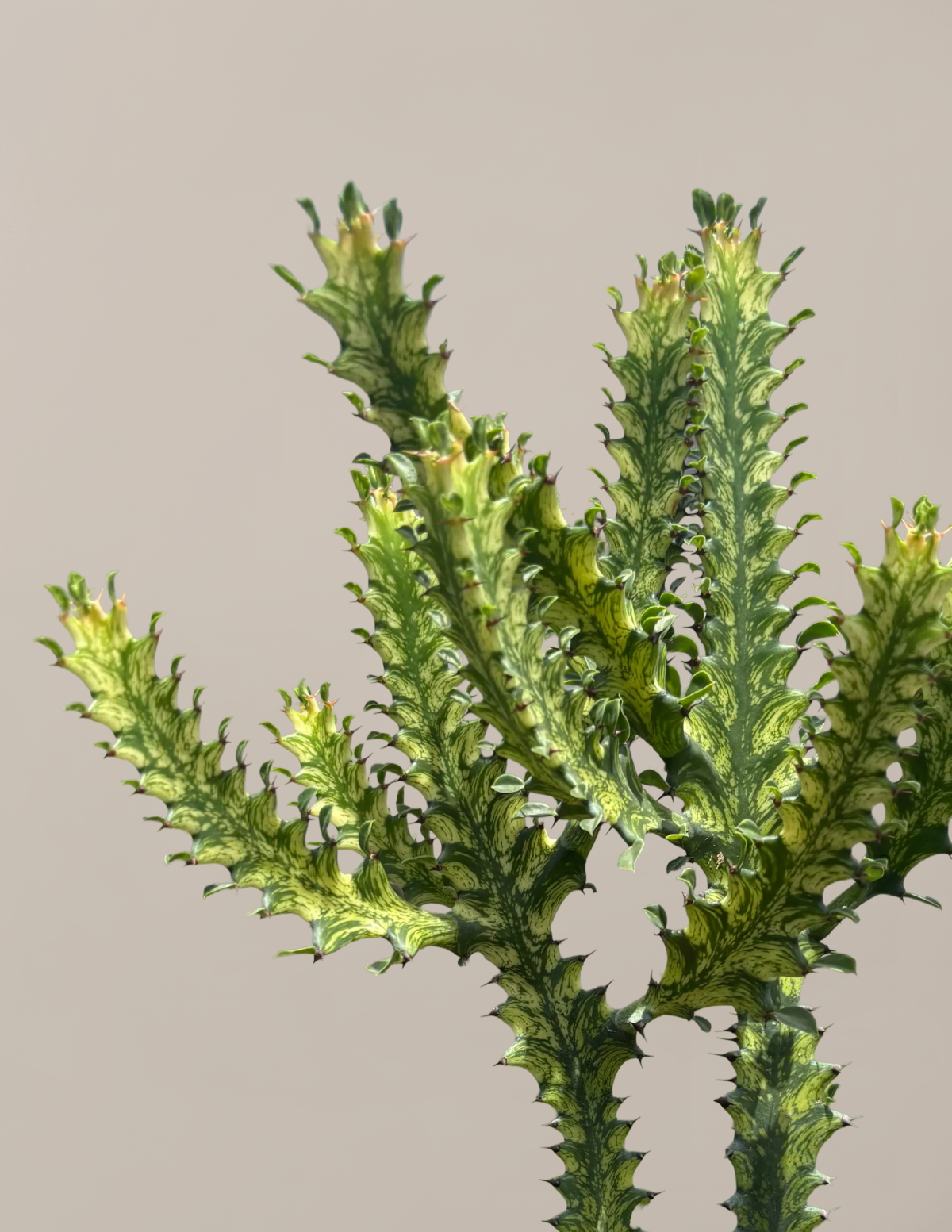 files/the-sill_euphorbia-mint_gallery-2.png