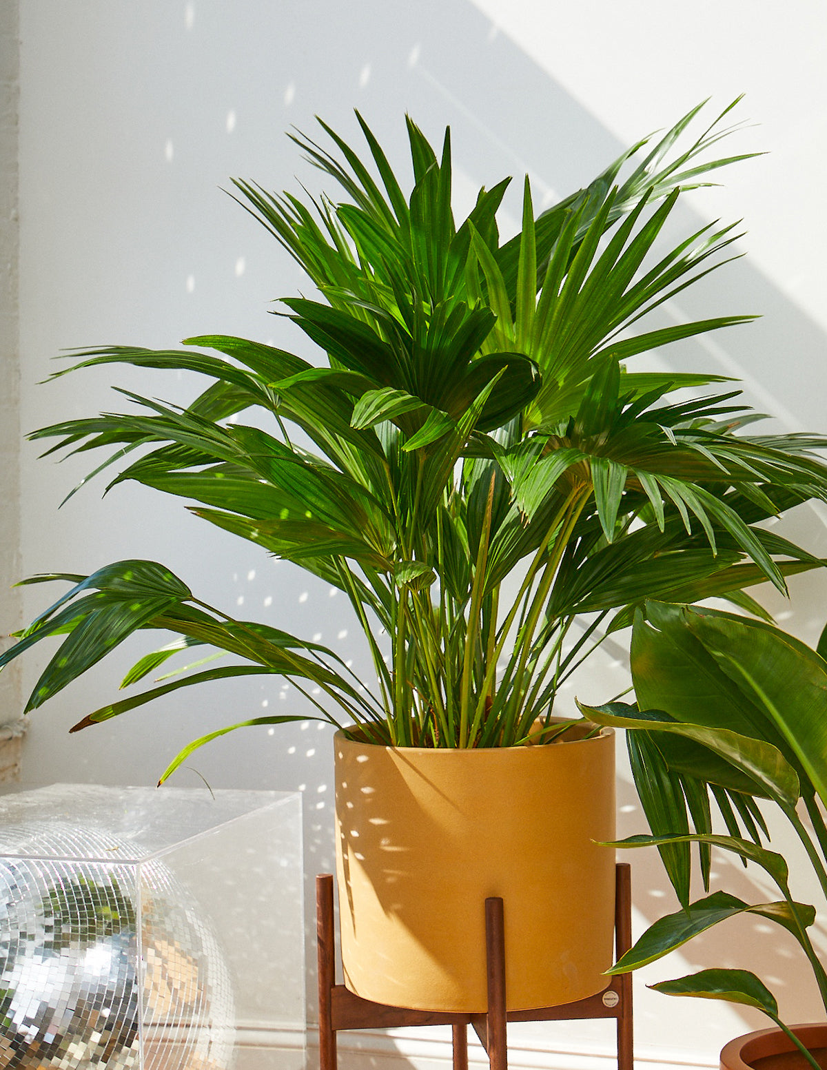 files/the-sill_fan-palm_gallery_all_all_01.jpg