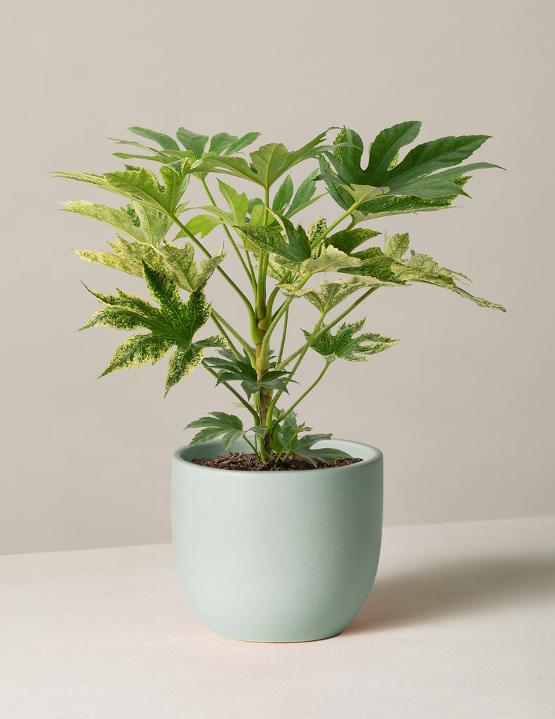 How to care for a Fatsia Spiders Web