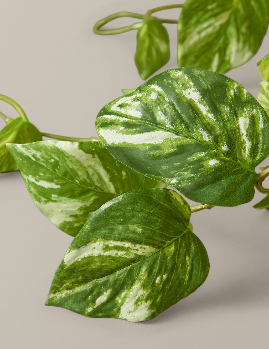 Artificial Pothos Plant