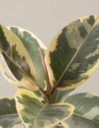 Ficus Tineke Tree