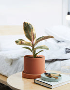 Fun Ficus Party Pack