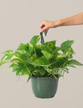 bundle | Hanging Basket | Grow Pot