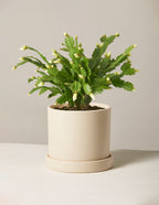 Blooming Cactus