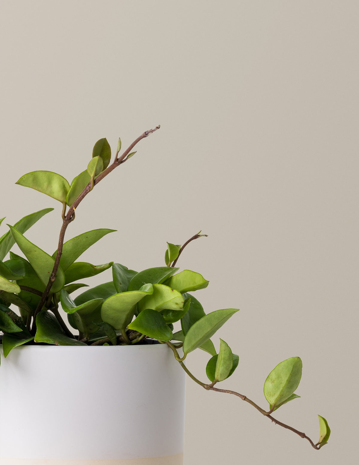 files/the-sill_hoya-pubicalyx-green_gallery_all_01.jpg