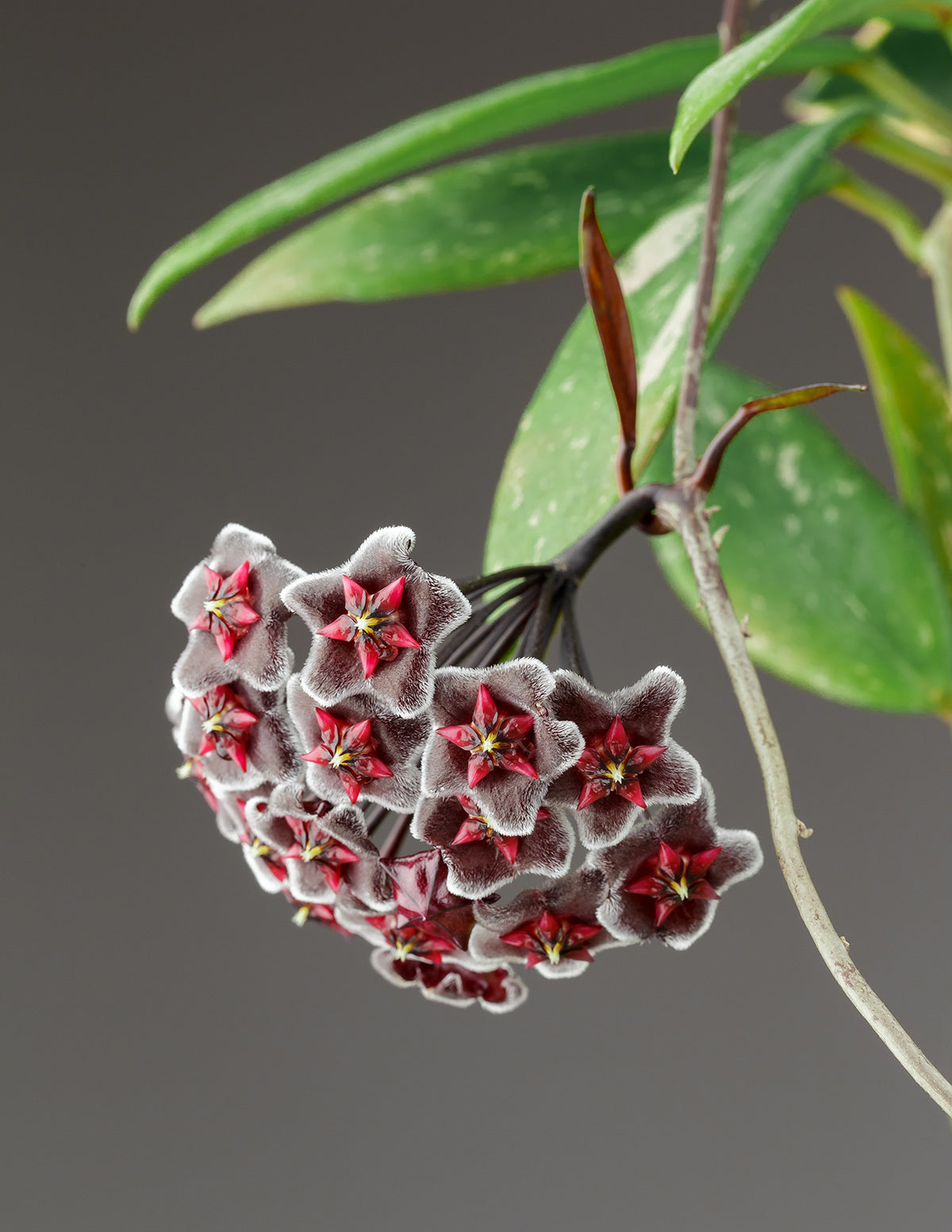 Hoya Pubicalyx Green