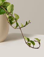 Hoya Pubicalyx Green