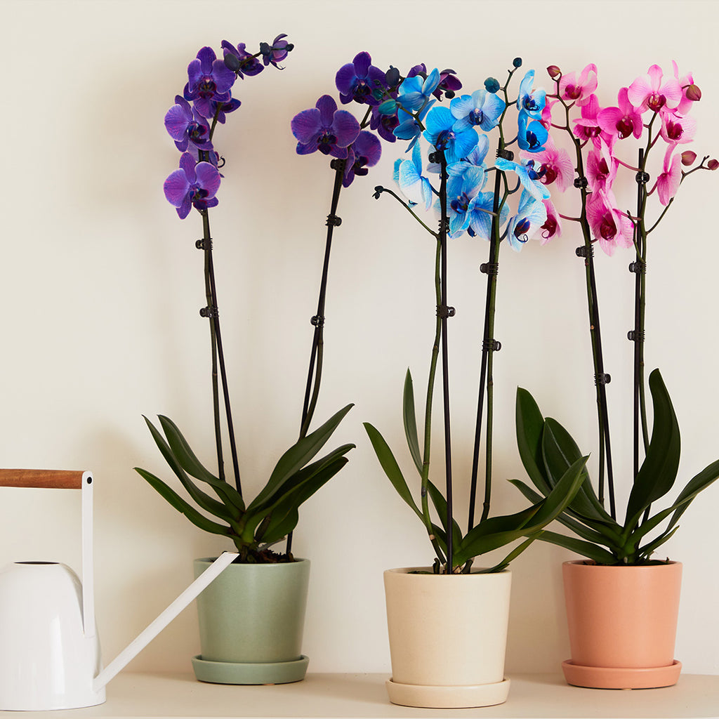 How to care for a Phalaenopsis Orchid