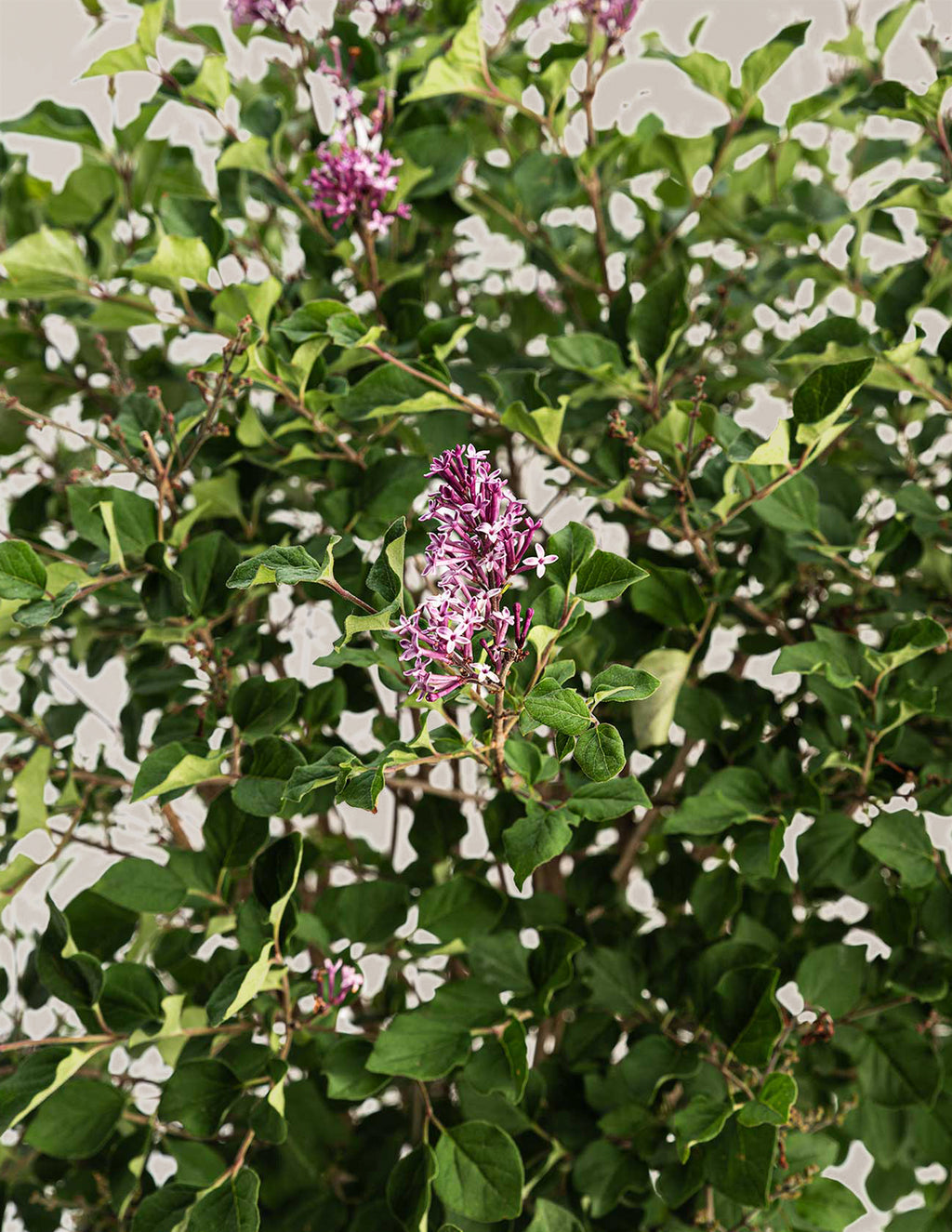 Birthday Cake™ Butterfly Bush