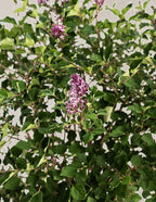 Birthday Cake™ Butterfly Bush