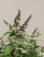 Blueberry Pie™ Butterfly Bush
