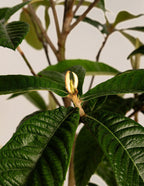 Japanese Loquat