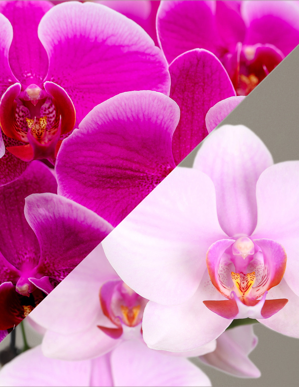 Large Double Bi-Color Orchid