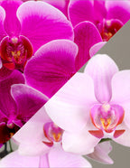 Large Double Bi-Color Orchid