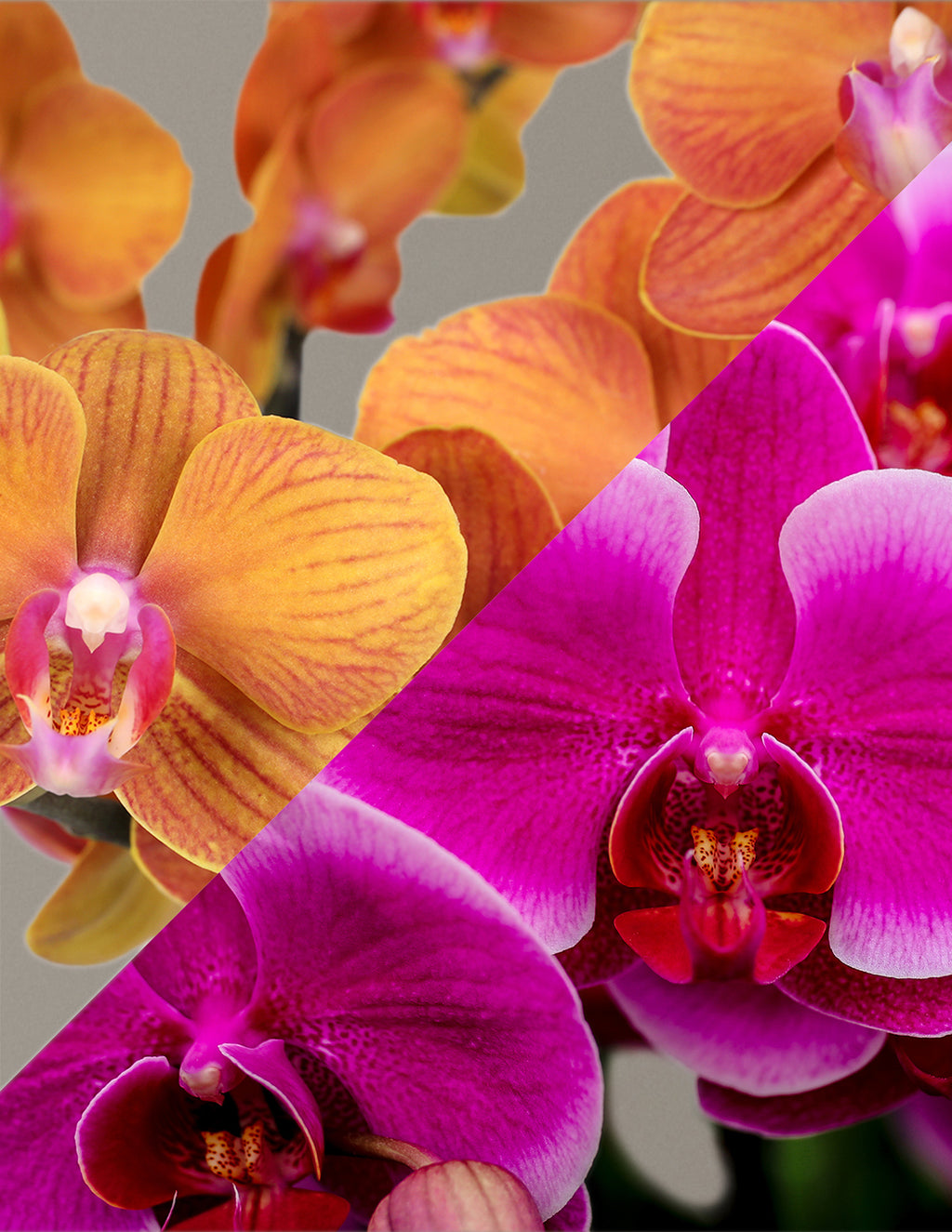 Large Double Bi-Color Orchid