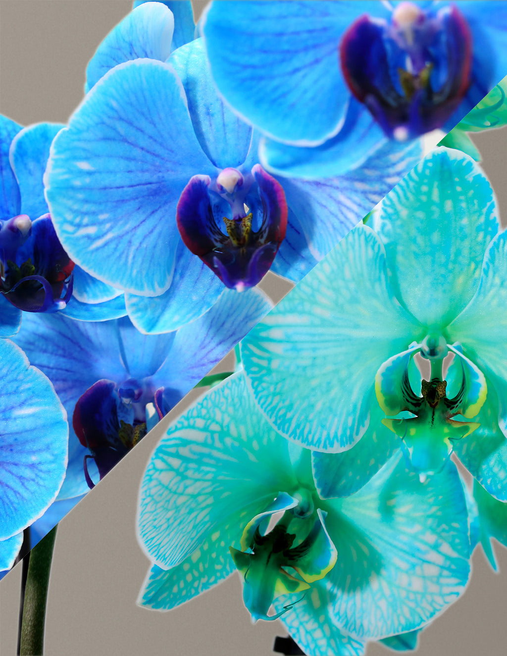 Large Double Bi-Color Orchid