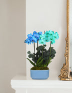 Large Double Bi-Color Orchid