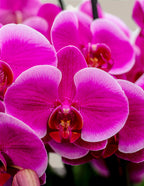 Large Double Orchid