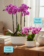 Large Double Bi-Color Orchid