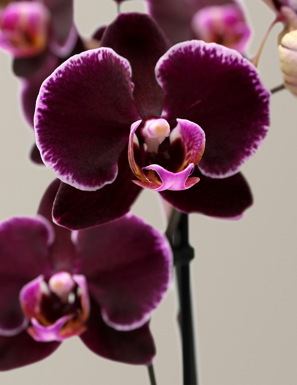 Large Double Orchid