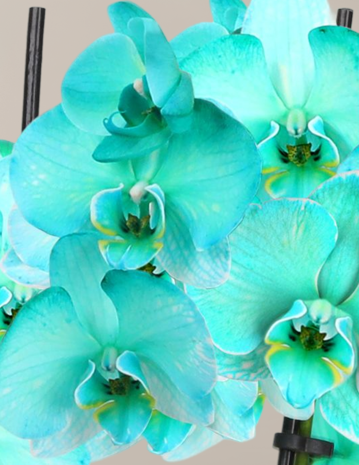 Turquoise Watercolor Double Orchid