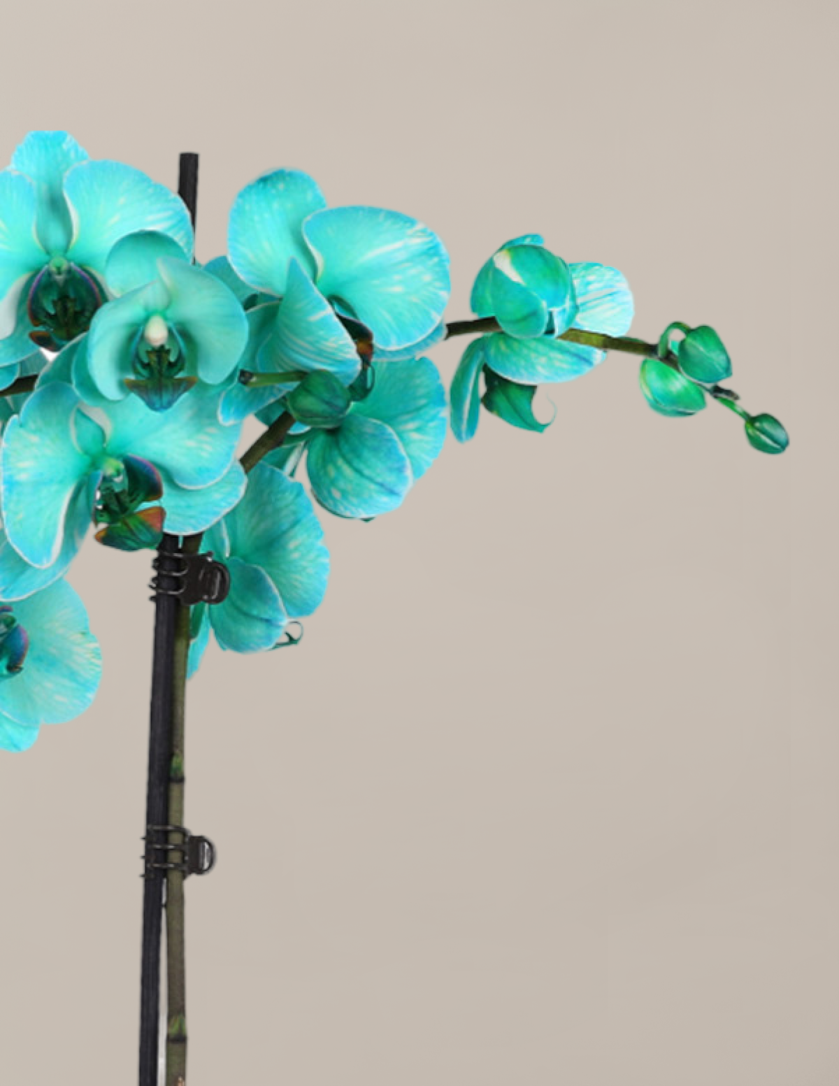 Turquoise Watercolor Double Orchid